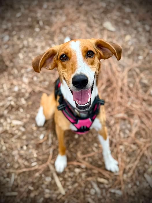 Happy dog enjoying a day at Pooch Park