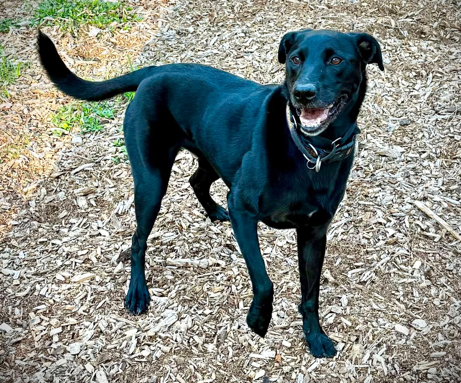 Hope playing at Pooch Park