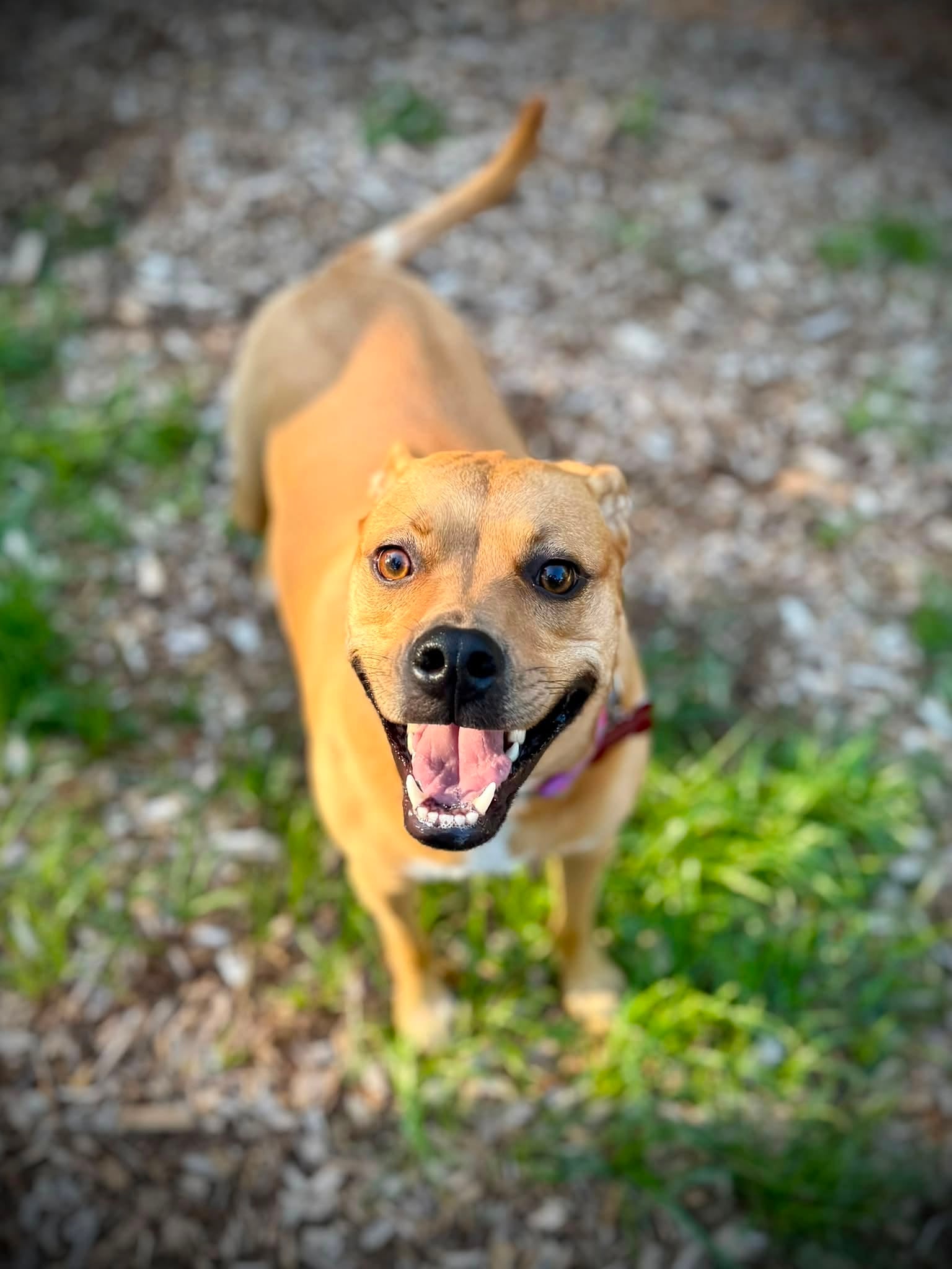 Penny enjoying a day at Pooch Park