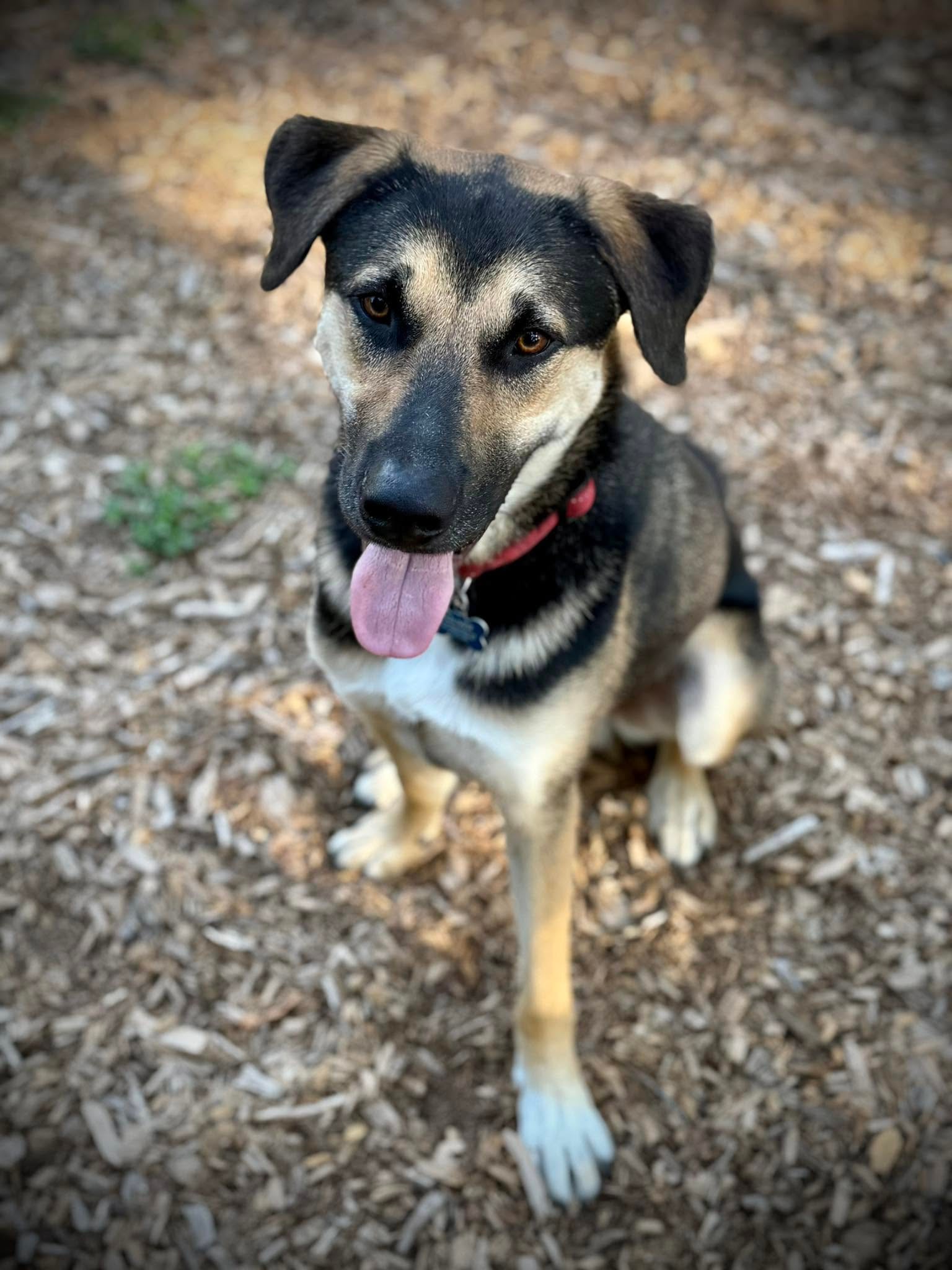 Dog enjoying a summer day at Pooch Park